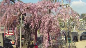 0110.福島県　妙関寺の乙姫桜１