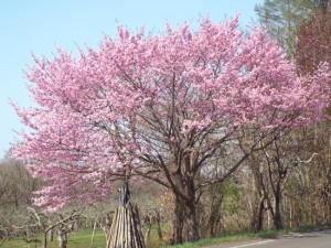0104.青森県　世界一長い桜並木３