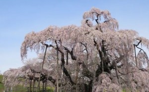 0027.福島県　三春滝桜１