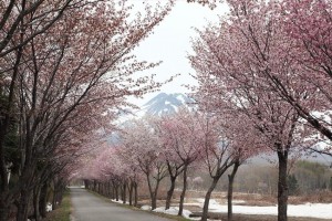 0104.青森県　世界一長い桜並木１